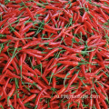 Sichuanpepper маленький сушеный красный перец для приправы с едой